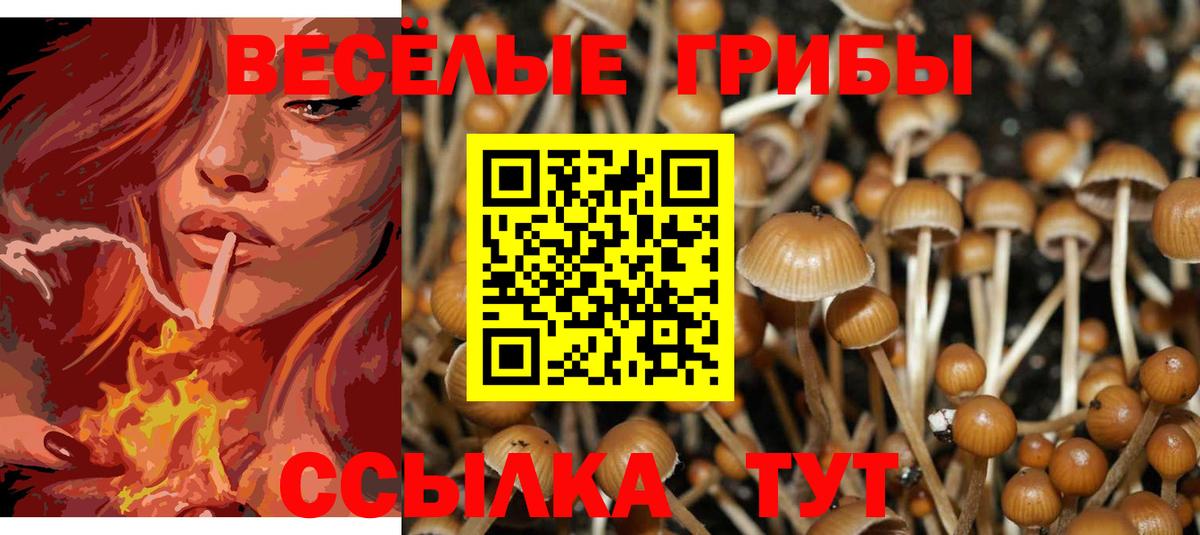 Псилоцибиновые грибы Magic Shrooms  Галлюциногенные грибы Psilocybine cubensis  Сочи  Вход с VPN 